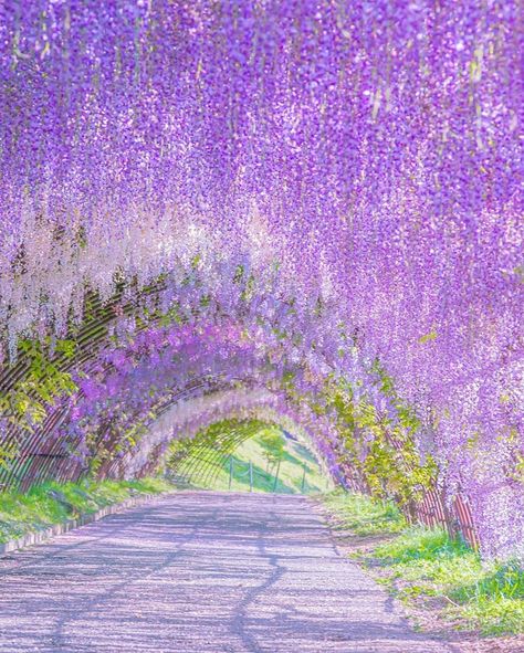 Wisteria Tunnel Japan, Wisteria Background, Japan Wisteria, Wisteria Aesthetic, Japanese Culture Art, Wisteria Garden, Lavender Aesthetic, Most Romantic Places, Porto Rico