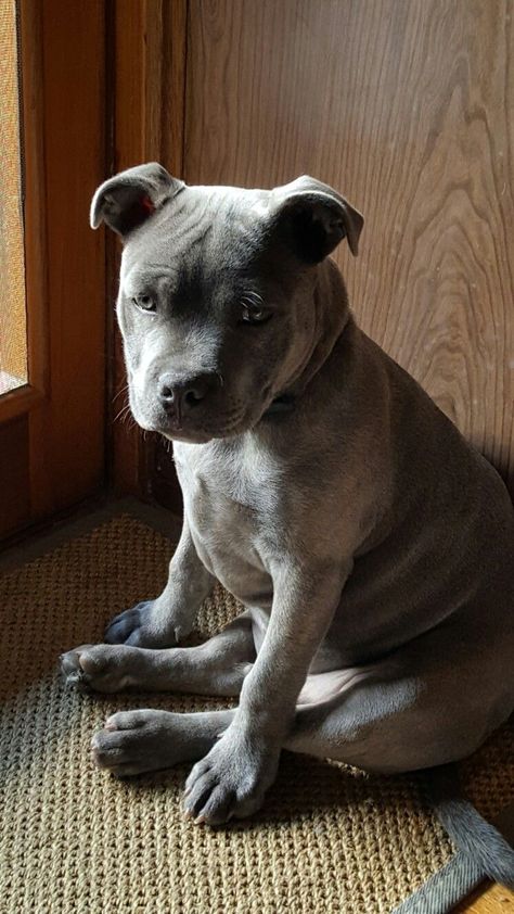 Staffy Bull Terrier, Blue Staffy, Staffy Dog, Pit Bull Puppies, Pitt Bulls, Staffordshire Bull Terriers, Bully Dog, Rottweiler Puppies, American Pit Bull Terrier