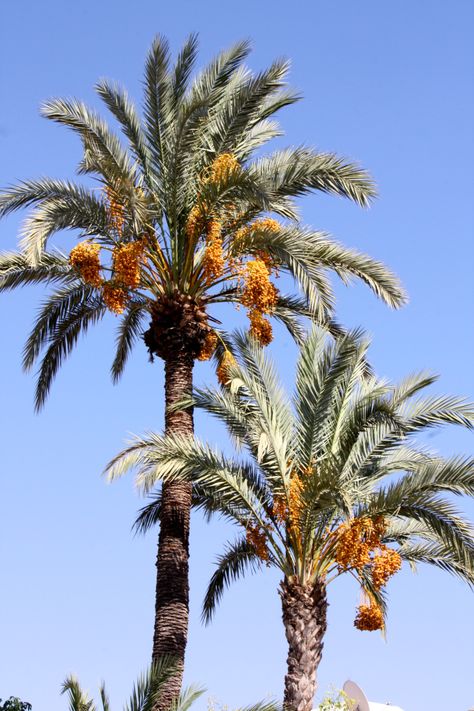 Date palms, Le Jardin Secret, Marrakech, September 2016 Date Tree, Palm Painting, Ancient Egypt Aesthetic, Date Palms, Date Plant, Dates Tree, Fresh Dates, Palm Garden, Date Palm