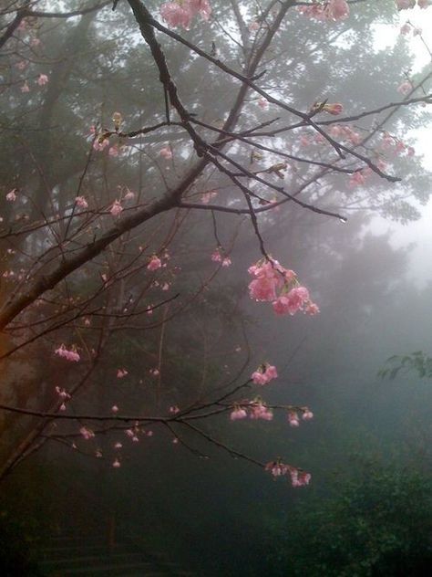 Cherry Blossom Aesthetic Dark, Dark Cherry Blossom, Cherry Blossoms Aesthetic, Shinguji Korekiyo, Cherry Blossom Aesthetic, Photo Collage Wall, Cherry Blossom Trees, Pretty Landscapes, Magical Garden