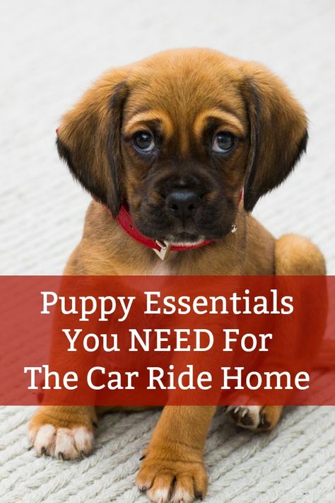 Puppy Essentials, House Training Puppies, Dog Minding, Puppies Tips, Puppy Proofing, Puppy House, Easiest Dogs To Train, Puppy Pads, Dog Brain