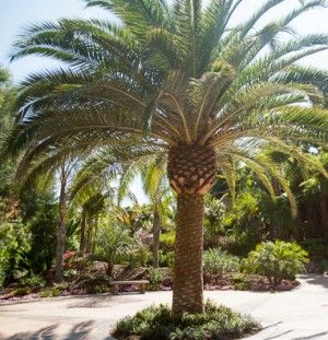 Canary Island Palm, Palm Tree Landscape, Florida Gardens, Dry Gardens, Dog Friendly Garden, Canary Island Date Palm, Vision 2023, Palm Trees Landscaping, Tropical Trees