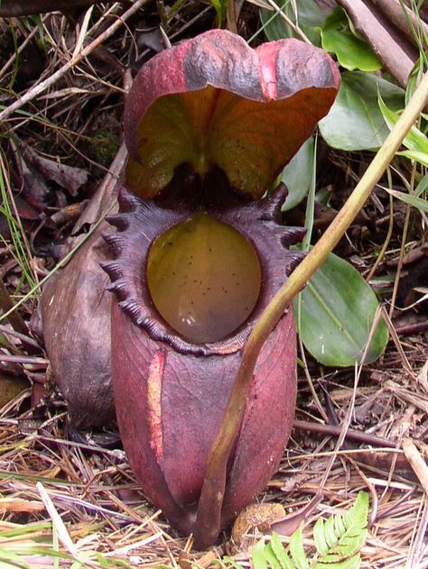 The Mythical Man-Eating Plants That Paved the Way for ‘Little Shop of Horrors’ Rat Eating, Giant Plants, Bizarre Plants, Man Eating Plant, Man Eating, Amazing Plants, Strange Flowers, Art Lamps, Weird Plants