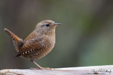 Winter Wren, House Wren, Wren Bird, Feathers Pattern, Easy Bird, Saint Stephen, Brown Bird, Brothers Grimm, Tiny Bird