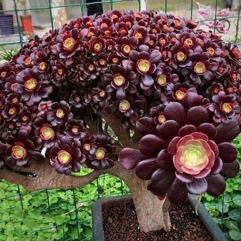 huge beautiful aeonium Cactus Arrangement, Succulent Garden Design, Large Flower Pots, Succulent Garden Diy, Propagating Succulents, Colorful Succulents, Succulent Gardening, Unusual Plants, Rare Succulents