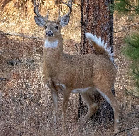 Deer Of The World, Deer Body Reference, Types Of Deer, Deer Reference, Cow Elk, Whitetail Deer Pictures, Wild Bunny, Male Deer, Deer Photography