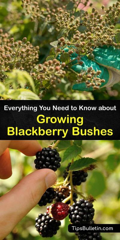 Planting Blackberries, Blackberry Trellis, Raspberry Bushes, Blackberry Bushes, Blackberry Patch, Thornless Blackberries, Blueberry Gardening, Underground Greenhouse, Blackberry Plants