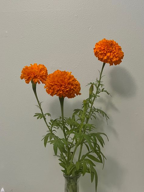 Marigold Flower Art, Marigold Aesthetic, Flowers Marigold, House Jungle, Jewerly Art, Art Vibe, Flower Types, Flower Close Up, Floral Aesthetic