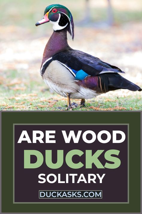 Are Wood Ducks Solitary Backyard Ducks, Pet Ducks, Always Together, Duck Bird, Wood Duck, Social Behavior, Wood Ducks, Never Alone, Duck Hunting