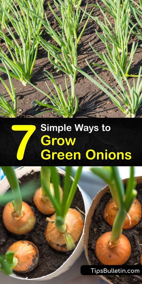 Learn how to start growing spring onions in full sun in your home garden, and soon you'll never need to buy onions from the grocery store again. Our guide includes tips on growing green onions from scraps and how to harvest your vegetables. #green #onions #growing Growing Green Onions, Growing Spring Onions, Grow Green Onions, Regrow Green Onions, Green Onions Recipes, Green Onions Growing, Growing Cilantro, Seedlings Indoors, Growing Onions