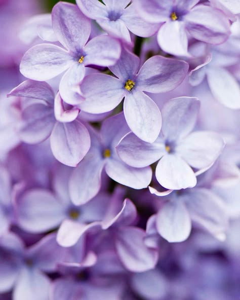 The fragrant and delicate lilac is a spring bloomer (though it's still around in early summer) that's known for its distinctive light purple color. #gardening #gardenideas #garden #perennialtips #perennialflowers #perennialgarden Light Purple Wallpaper, Violet Aesthetic, Lavender Aesthetic, Popular Flowers, Purple Wallpaper Iphone, Peonies Garden, Garden Photography, Lilac Flowers, Perennial Garden