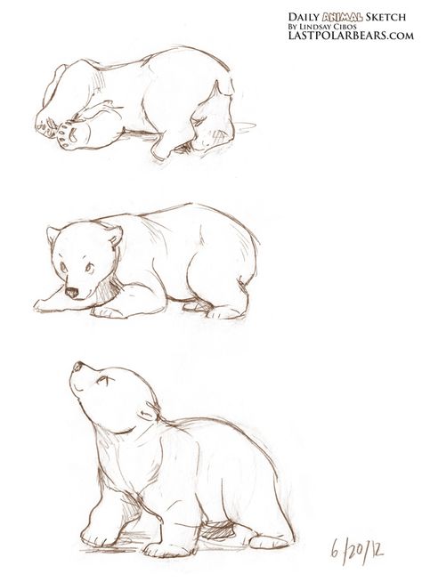 Daily_Animal_Sketch_099 Polar Bear Outline, Bear Outline, Polar Bear Drawing, Bear Sketch, Bear Tattoos, Bear Drawing, Animal Study, Anatomy Sketches, Art Embroidery