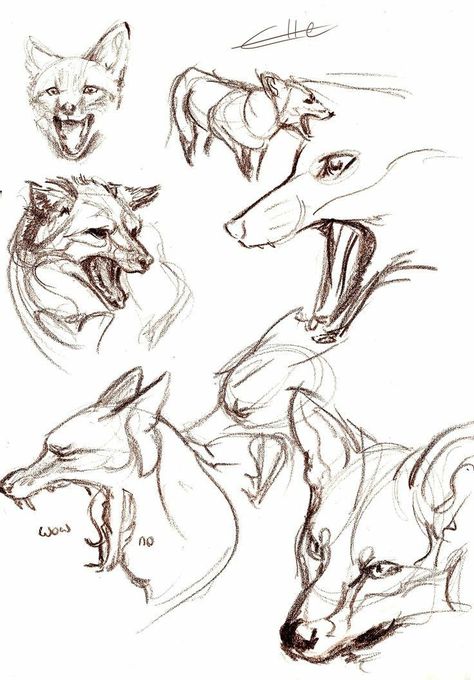 Fox Anatomy, Reference Animals, Animals Sketch, Fox Sketch, Some Drawings, Different Animals, Fox Drawing, Drawing Heads, Animal Study