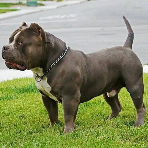 @westcoast_bully_unit King kong is open for stud! Real bully 💣💣💣 follow @westcoast_bully_unit worldwide home of bullyz for more info #americanbully #bullybreed #bullyz #badass #dogs #animals #pitbull #pitsofinstagram #instadog #strong #beast #beastmode #fitness #ink #mma #perro #cachorro #nature #tattoosofinstagram #bully American Pitbull Terrier Puppy, American Bully Pitbull, Pitbull Bully, Bully Pitbull, American Bullies, Bully Breeds Dogs, Big Dog Breeds, Dog Kennel Outdoor, Banda Aceh