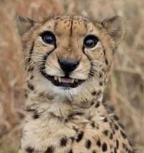 Lol Memes, Trending Pins, Cheetahs, Funny Lol, Big Cats, Wild Cats, Cute Animals, Tumblr, Memes