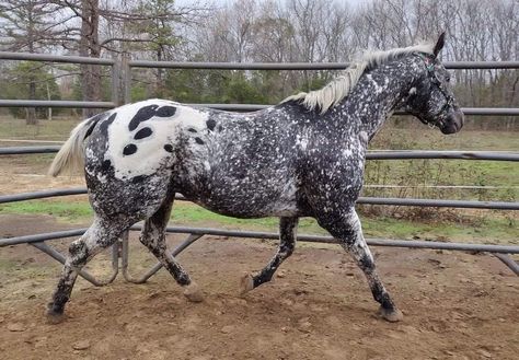 Brindle Horse, Spotted Horse, Unusual Horse, Leopard Appaloosa, Coat Ideas, Horse Photography Poses, Horse Markings, Horse Coat Colors, Horse Coats