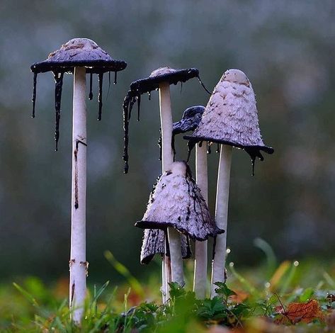 Sam Leigh (she/her) on Twitter: "I just learned about Inky Cap mushrooms and I have to put them in a campaign somehow https://t.co/fupMa8DeIj" / Twitter Shaggy Ink Cap, Mushroom Costume, Mushroom Pictures, Slime Mould, Mushroom Fungi, Terraria, Wild Mushrooms, Mushroom Art, Pretty Plants