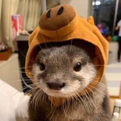 Cute Otters, A Ferret, Otters Cute, Cute Ferrets, Baby Otters, Cute Animals Images, Pretty Animals, Silly Animals, Fluffy Animals