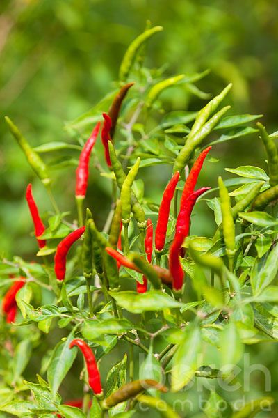 Bird's eye chili pepper plant | Kampong Cham Province, Cambodia Chilli Plant Care, Gardening Peppers, Growing Chillies, Kampong Cham Province, Chili Plant, Chili Pepper Plant, Growing Hot Pepper, Kampong Cham, Hot Pepper Recipes