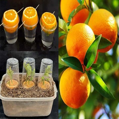 Jeruk Bali, Bonsai Indoor, Growing Fruit Trees, Orange California, Small Vegetable Gardens, Orange Plant, Rare Seeds, Citrus Trees, Container Gardening Vegetables