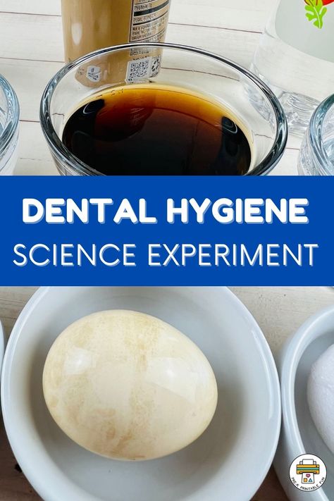 Eggs aren’t only a favorite food but make for great science experiments to teach about dental hygiene! Try this experiment to see the effects food can have on our teeth. Healthy Teeth Activities For Preschool, Dentist Science Preschool, Healthy Teeth Activities, Experiment For Preschoolers, Community Neighborhood, Food Science Experiments, Daycare Bulletin Boards, Dental Health Unit, Teaching Healthy Habits