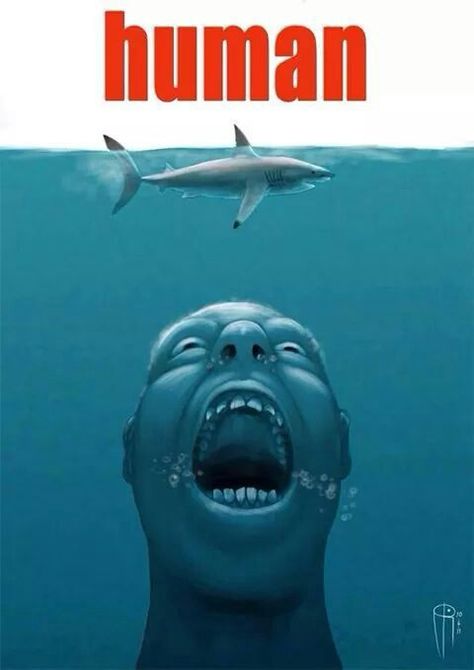 We are the real killers in the world Save The Sharks, Cute Shark, 웃긴 사진, Shark Week, Marine Biology, Funny Profile Pictures, Save Earth, What’s Going On, Really Funny Pictures