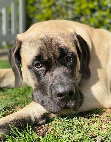 14 Reasons Why You Should Never Own English Mastiffs English Mastiff Puppy, Mastiff Dogs English, Mastiff Shepherd Mix Dogs, Pumpkin For Dogs, Peanut Butter Chews, Bull Mastiff Puppies, American Mastiff, Bull Mastiff Dogs, Old English Mastiffs