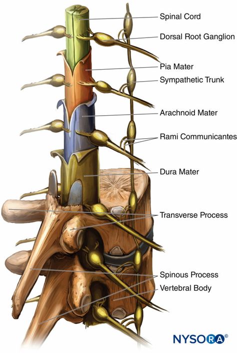 Spinal Anatomy, Spinal Anesthesia, Spinal Cord Anatomy, Nerve Anatomy, Vertebral Column, Brain Surgeon, Basic Anatomy And Physiology, Spinal Nerve, Medical Videos