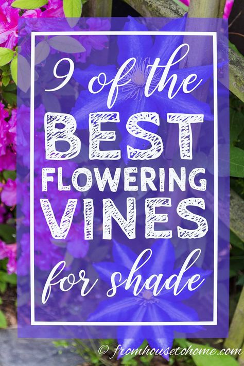 GREAT list of perennial flowering vines that thrive in the shade. When I needed to hide my neighbor's shed from view in my shady backyard garden landscaping, I had a tough time finding vines that were non-invasive and looked good. This list of perennial shade vines has some really pretty plants that won't take over your yard.  #fromhousetohome #gardeningtips #gardenideas #shadegarden #shadeperennials #shadeplants #shadevines #gardens Shade Vines, Vines For Shade, Climbing Plants Fence, Shady Backyard, Perennial Flowering Vines, Fast Growing Climbers, Climbing Plants Trellis, Hydrangea Petiolaris, Shady Garden