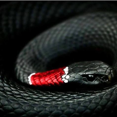 Bjj black belt snake Bjj Tattoo, Jiu Jitsu Black Belt, Jiu Jitsu Tattoo, Bjj Memes, Bjj Black Belt, Jiu Jitsu Belts, Bjj Jiu Jitsu, Bjj Women, Bjj Gi