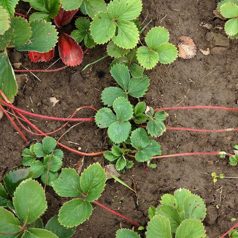 Harvesttotable.com on Instagram: “Strawberry Runners Strawberry runners are baby plants. Remove all but two or three runners from an established plant. Replant the runners…” Strawberry Plant Runners, Strawberry Runners, Types Of Strawberries, Everbearing Strawberries, Strawberry Varieties, Alpine Strawberries, Strawberry Pots, Bermuda Grass, Cut Strawberries