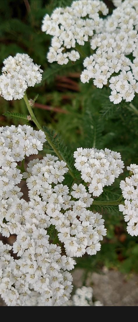 Common yarrow Common Yarrow, Yarrow Flower, Flower Pictures, Landscape Architecture, South Africa, Flowers