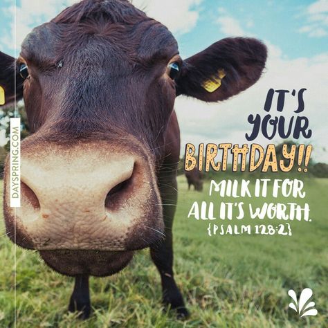 hip hip hooray Happy Birthday Cow, Cow Images, Cool Happy Birthday Images, Birthday Cow, Funny Happy Birthday Song, Funny Birthday Meme, Funny Happy Birthday Wishes, Birthday Wishes Flowers, Birthday Quotes Funny For Him