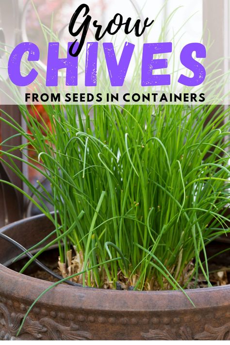 How To Grow Chives, Home Herb Garden, Grow Chives, Growing Chives, Chive Seeds, Garden For Beginners, Chives Plant, Growing Cilantro, Homestead Blog