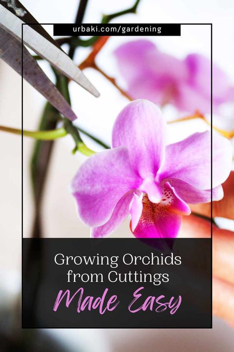 Orchids In Water, Indoor Orchids, Orchid Plant Care, Orchid Roots, Orchid Leaves, Vanda Orchids, Types Of Orchids, The Whoot, Growing Orchids