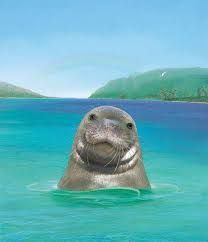 The Hawaiian Monk Seal Animal Smile, Hawaiian Monk Seal, Seal Tattoo, Monk Seal, Book Reviews For Kids, A Seal, Book Illustrations, Sea Lion, Endangered Species