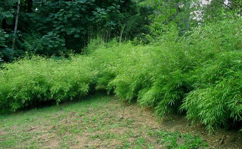 Fargesia sp. 'Rufa' "Green Panda" Green Panda | Bamboo Garden Non Invasive Bamboo, Bamboo Barrier, Zone 6 Plants, Zone 5 Plants, Fargesia Rufa, Clumping Bamboo, Growing Bamboo, Water Movement, Bamboo Garden