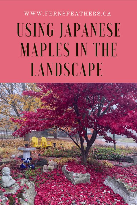 Maple Garden Design, Landscape Ideas With Japanese Maples, Front Yard Landscaping With Japanese Maple, Ryusen Japanese Maple, Crimson Queen Japanese Maple Landscape, Japanese Red Maple Tree Landscapes, What To Plant With Japanese Maple, Japanese Maple And Hydrangea, Japanese Maple Bloodgood