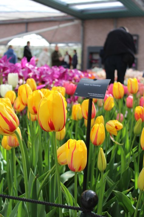 A visit to Amsterdam tulip garden.Beautiful pics of flowers by my camera during my tour to Europe 🌍 Tulip Amsterdam, Tulips In Netherlands, The Netherlands Tulips, Amsterdam Tulips, Tulip Museum Amsterdam, Amsterdam Field Of Tulips, Tulips, Places To Visit, Flowers