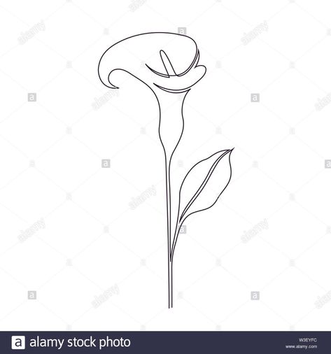 Calla lily flower on white background ... Floral Sketches, Flower On White Background, Gift Shop Interiors, Tattoo 2024, Calla Lily Flower, Wood Burn Designs, Flower Drawings, Lily Tattoo, One Line Drawing