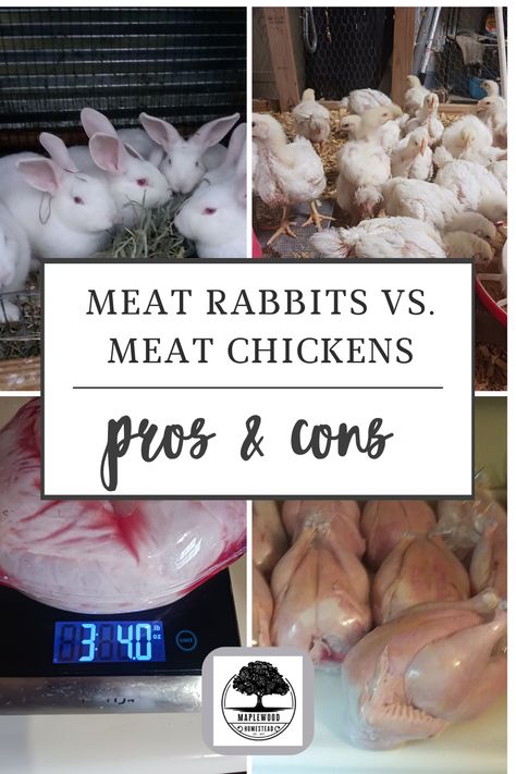 Considering obtaining food security through raising your own chickens or rabbits for meat? We have done both and here are the pros and cons for both. Breeding Rabbits For Meat, Rabbits With Chickens, Homestead Animals For Beginners, Meat Rabbits Housing, Rabbit Knowledge, Rabbit Butchering, Micro Homestead, Homemade Rabbit Treats, Raising Meat Rabbits