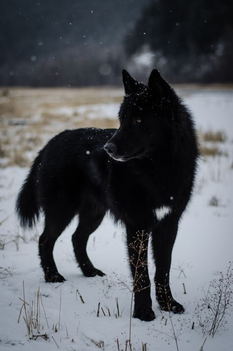 Her Tea Leaves Black Wolf, Black Dog, The Snow, A Black, Black