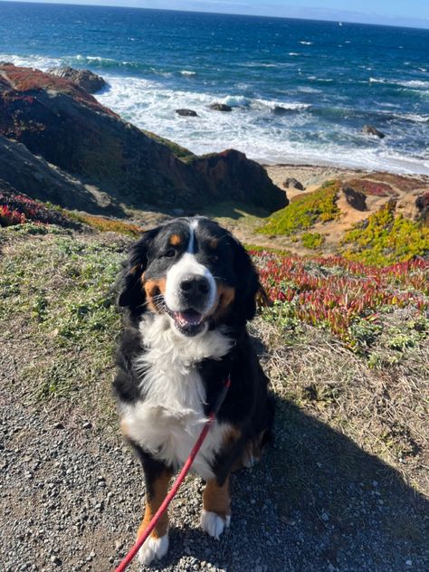 Bermes Mountain Dog, Bermease Mountain Dog, Great Bernese Mountain Dog, Puppy Bernese Mountain Dog, Saint Bernese Mountain Dog, Mountain Bernese Dog, Bernese Mountain Dog Puppy Aesthetic, Big Dog Aesthetic, St Bernese Mountain Dog