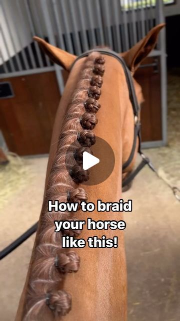 Wendy  Scholten Horses on Instagram: "Finally a video about my braiding. Sorry for the long wait 🥴 Hope this helps you to shine in the ring 😍  4yo Player WS (Pegase van ‘t Ruytershof) was a top model for his first braids ever, wearing the @zaza.classics training bridle at the end of the video. This bridle will be for sale soon with some improvements 👌🏻  #equestrian #twohearts #horses #dressage #showjumping #wendyscholten #wendyscholtenhorses #howtobraidyourhorse #braidingmanes #plaitingmanes" Button Braids Horse, Braids For Horses, Horse Braids, Horse Hair Braiding, Horse Braiding, Horse Competition, Competition Hair, Hobby Horses, Horse Dressage