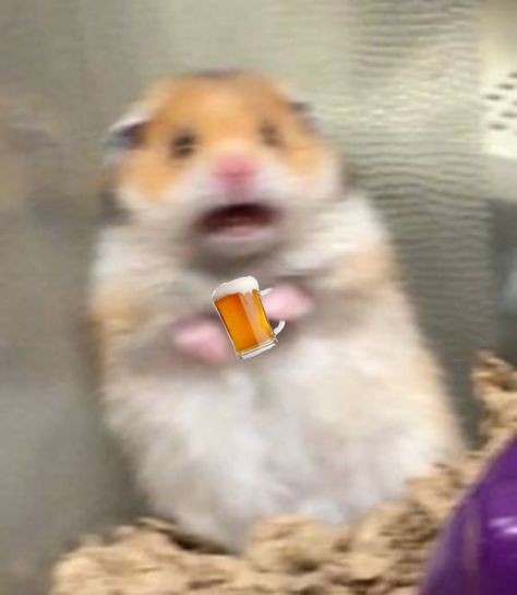 I Need A Beer, Beer Memes, A Hamster, Beer, Memes, Funny, Animals