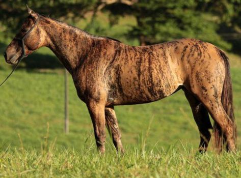 Tiger stripes, beautiful Brindle Horse, Rare Horse Colors, Unusual Horse, Horse Markings, Horse Coat Colors, Rare Horses, Quarter Horses, Black Horses, Most Beautiful Horses