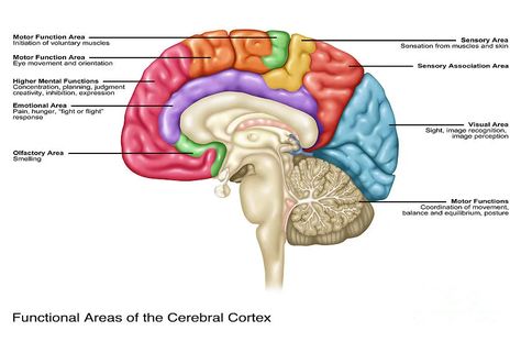 Cerebral Cortex Location & Functions | Simply Psychology Frontal Lobe Function, Episodic Memory, Attention Disorder, Occipital Lobe, Corpus Callosum, Cerebral Cortex, Frontal Lobe, Brain Anatomy, Nurse Rock