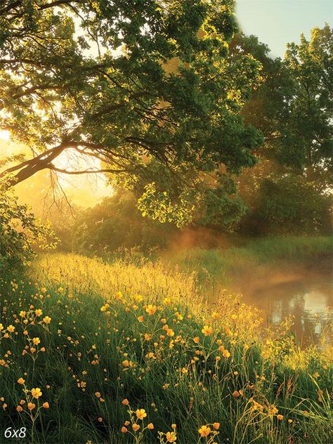 Morning Meadow Background | Denny Mfg. - Denny Manufacturing Meadow Background, Wallpaper Edgy, Golden Meadow, Photography Settings, Yellow Wildflowers, Close Up Portraits, Printed Backdrops, Nature Themed, Sunrise Photography