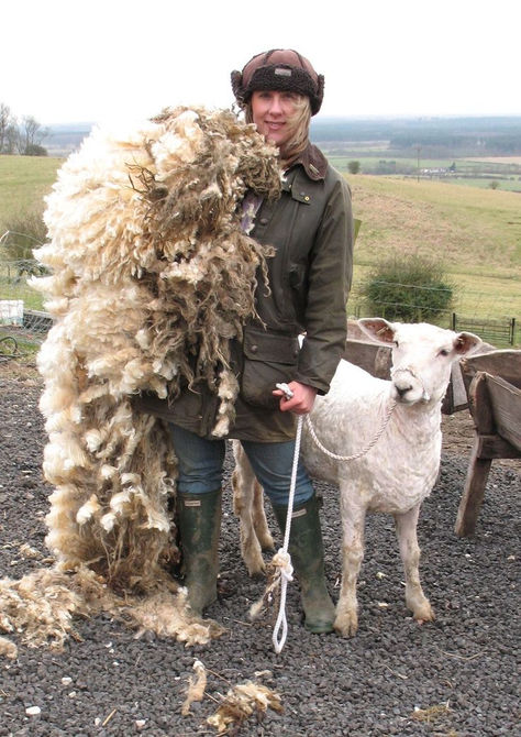 Lincoln Longwool Sheep, Sheared Sheep, Sheep Ranch, Kate Davies, Baa Baa Black Sheep, Sheep Shearing, Sheep Breeds, Counting Sheep, Sheep Farm