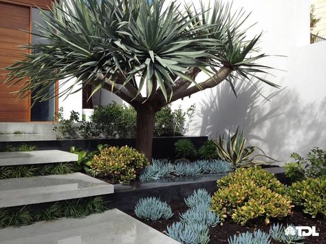 The Dragon Tree is used to create a bold feature at the entrance of the house, while adhering to the soft, organic landscape layout that to… Rock Landscape Ideas, Palm Springs Garden, Organic Landscape, Entrance Of The House, Landscape Layout, Dragon Tree, Australian Garden, Coastal Gardens, Landscape Design Plans